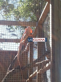 Iguana